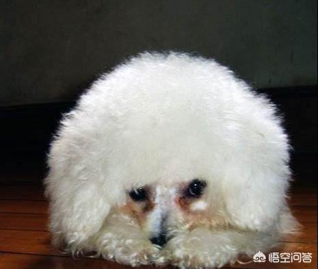 比熊驱虫之后不吃东西怎么办