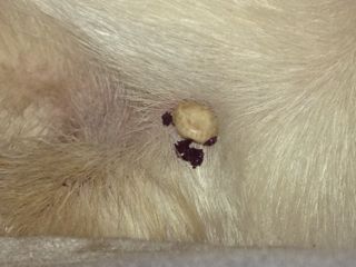 如何去除狗狗身上吸血的东西
