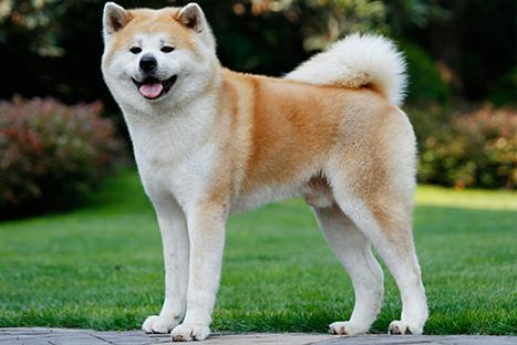秋田幼犬怎样训练