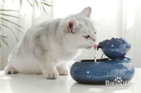 猫来新家一天不吃东西怎么办