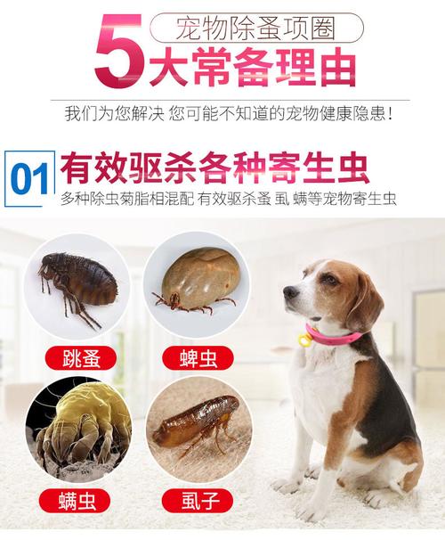 狗狗长虱子它用过的东西怎么消毒