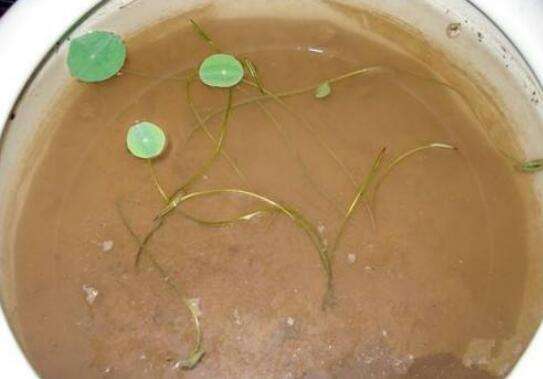 水荷花的种植方法