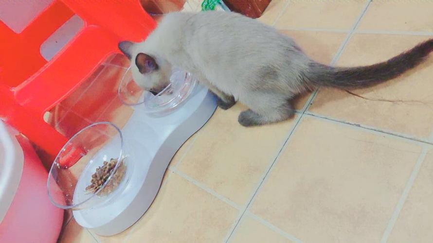 小奶猫不肯吃东西喝水