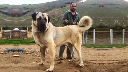 坎高犬怎么训练
