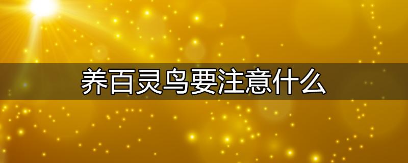 养百灵鸟需要注意什么东西