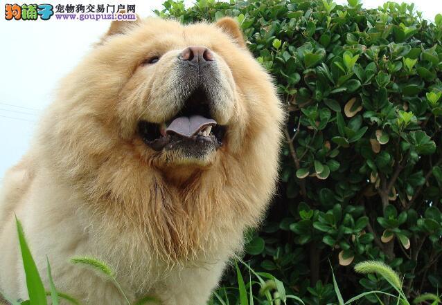 松狮感冒不吃东西怎么办