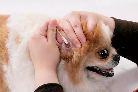 幼犬不吃东西 怎么喂药