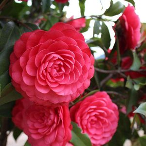 茶花赤丹栽培