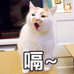 猫打嗝吃东西就吐怎么快速解决