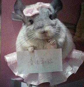 龙猫怎么训练举牌