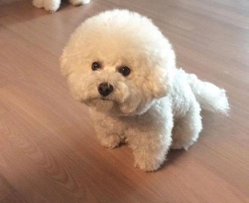 比熊吃东西吐了怎么办