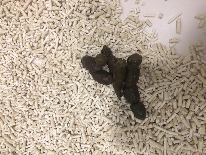 猫 拉稀 不吃东西