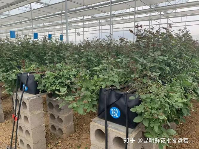 花无土栽培管理