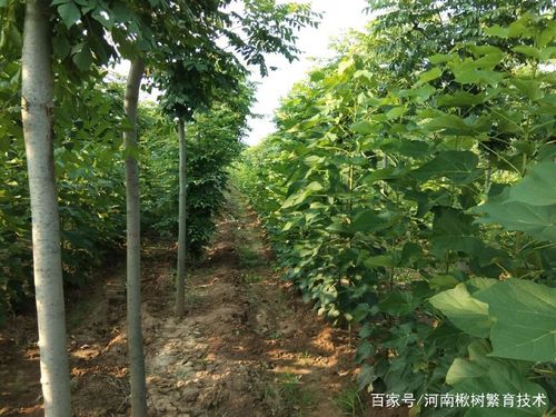 楸树的栽培方法