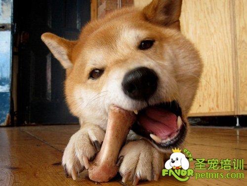 狗不听话咬东西