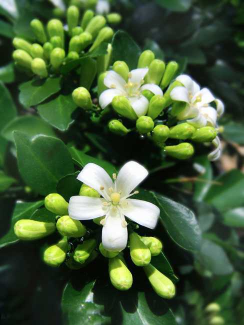 秋香花的栽培