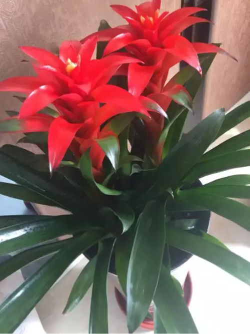 鸿运当头的栽培与管理