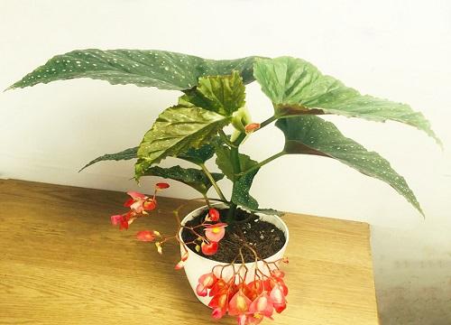 竹节海棠如何栽培