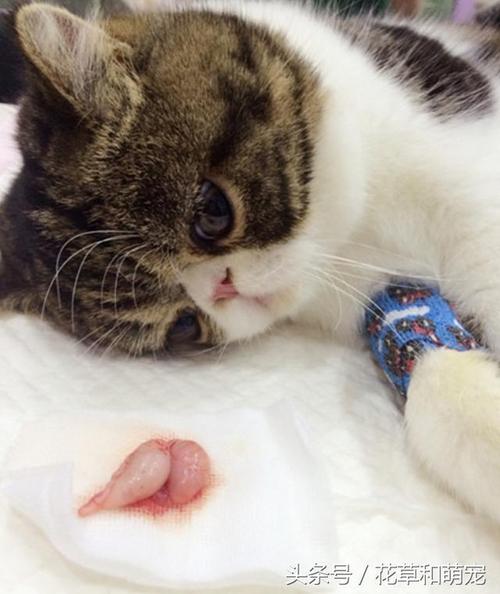 猫做完绝育后不吃东西