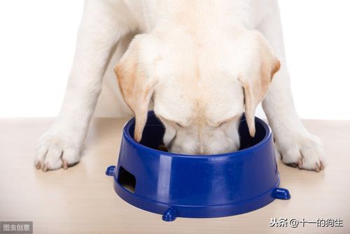 如何防止狗狗不乱吃东西