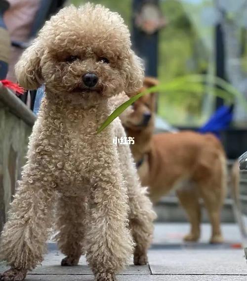 成都泰迪狗训练学校