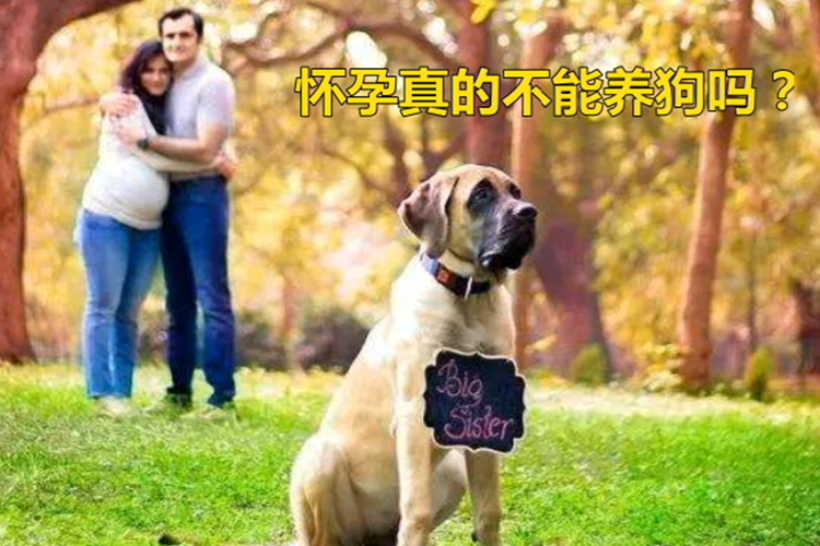 养狗的人怀孕要注意什么东西