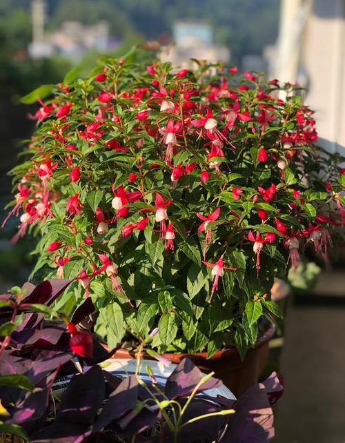 灯笼花怎么栽培