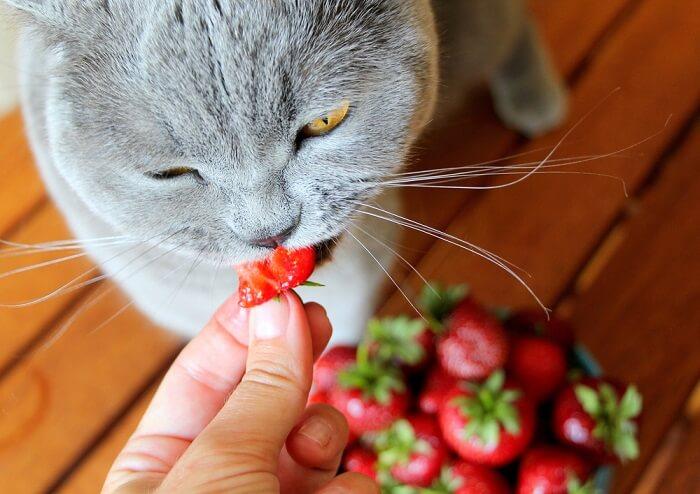 猫有什么不可以吃的东西吗