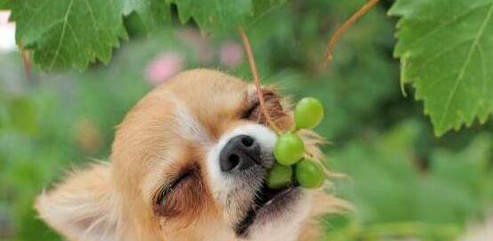 狗脑震荡不要吃东西