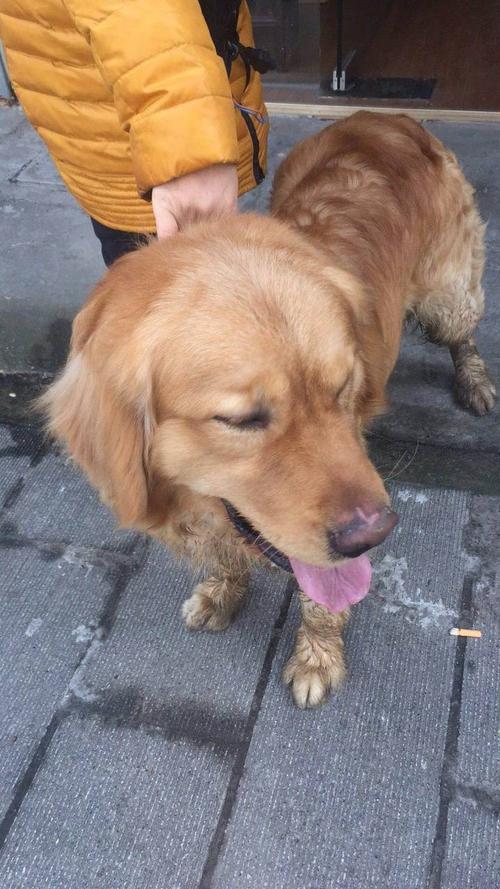 捡到的金毛犬怎么训练