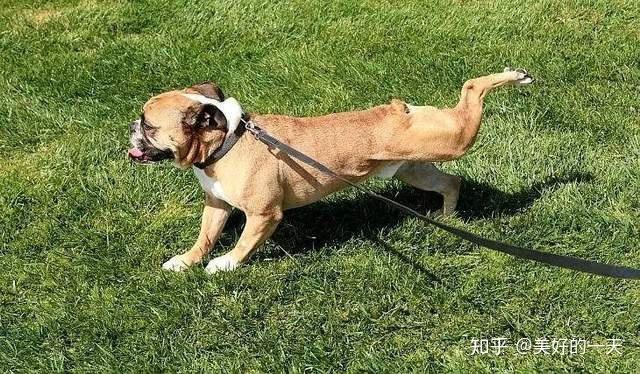 犬 大小便训练