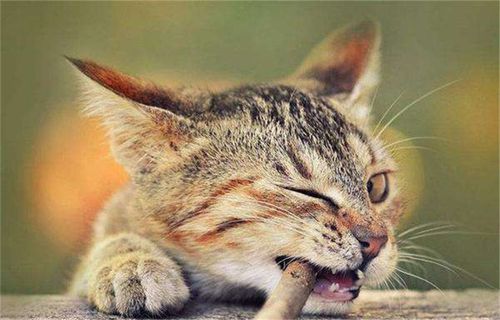猫咪突然喜欢咬东西