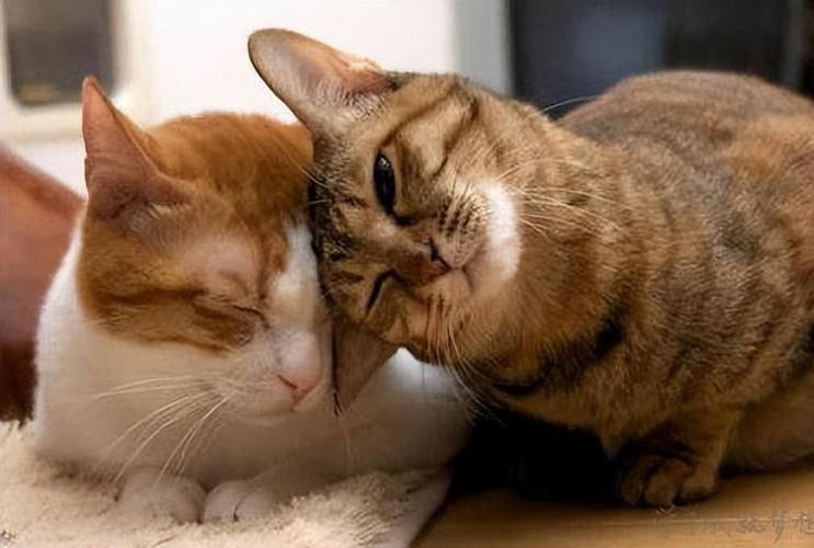 猫最近总用头蹭东西