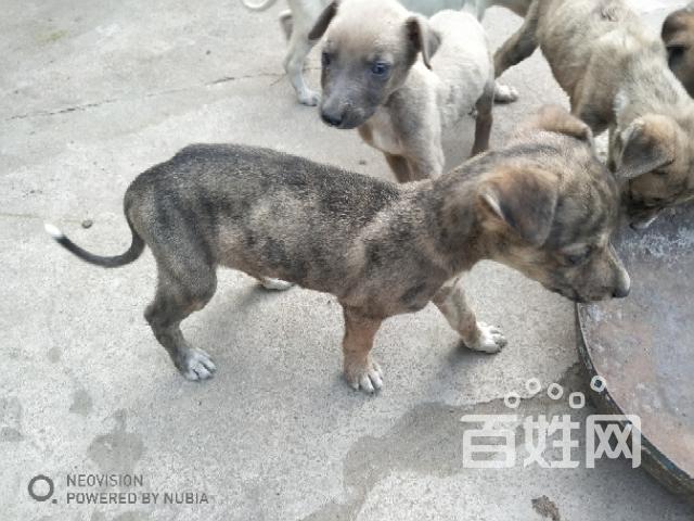 三个月的细狗怎么训练
