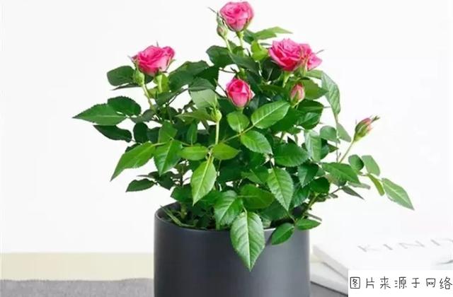 玫瑰花栽培用什么土
