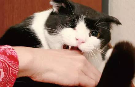 猫咪拉稀不吃东西乱咬人