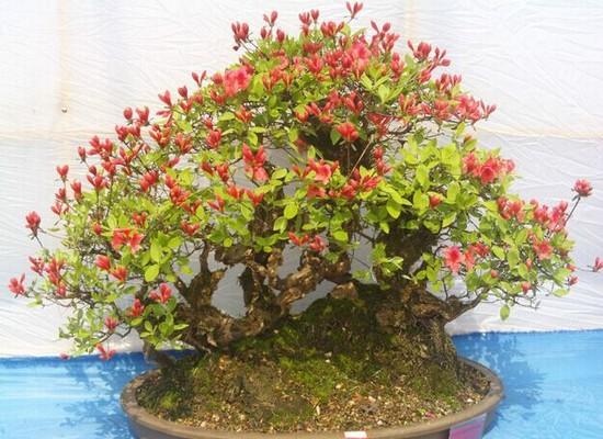 盘景花草栽培技术