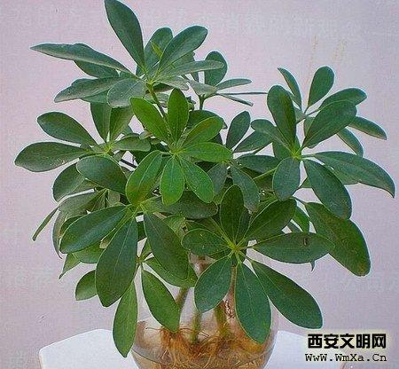 盆栽鹅掌柴的栽培方法