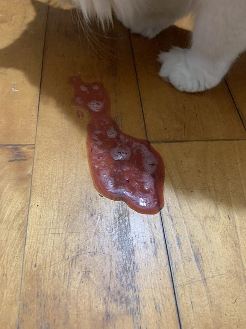 猫咪着凉拉稀 不吃东西