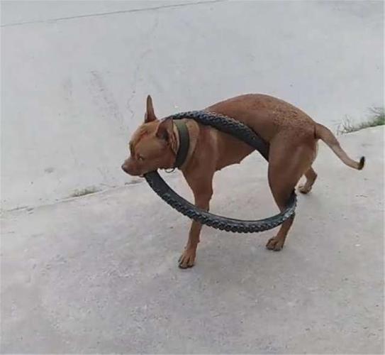 如何训练比特犬咬轮胎
