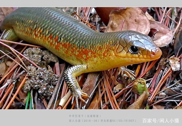 丽纹石龙子怎么训练
