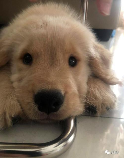 金毛幼犬饿也不吃东西怎么办