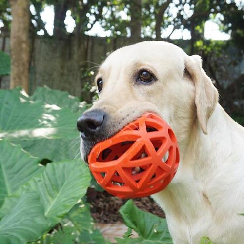 成犬自己在家乱咬东西