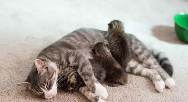 小猫生完孩子不吃东西