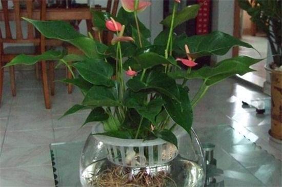 水培红掌注意事项