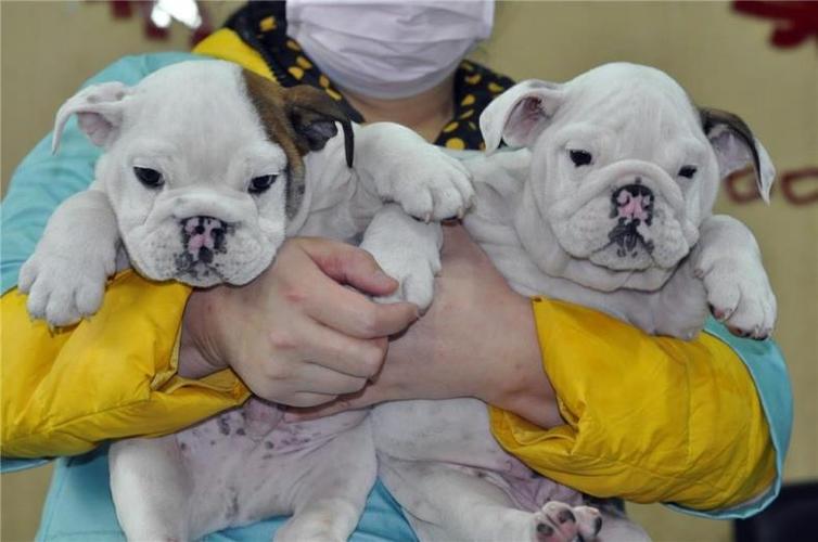 斗牛犬幼犬如何养如何训练