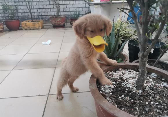 狗突然乱咬东西
