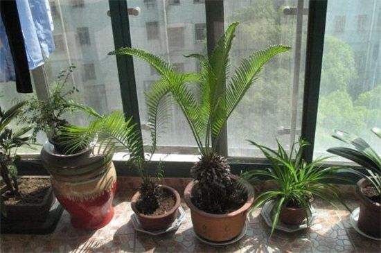 铁树的养殖方法
