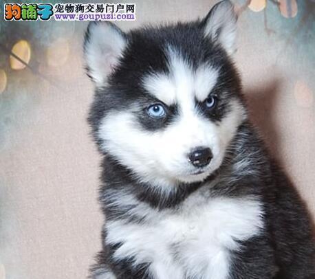 哈士奇吃东西咳嗽怎么办