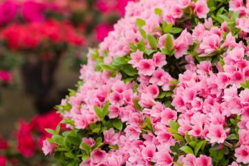 杜鹃花的栽培要点